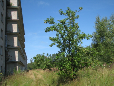 Ein kleines Apfelbumchen mit grnen pfeln im ehemligen Auenrevier. Hat einmal ein Bausoldat einen Kern zum Fenster hinaus gespuckt?